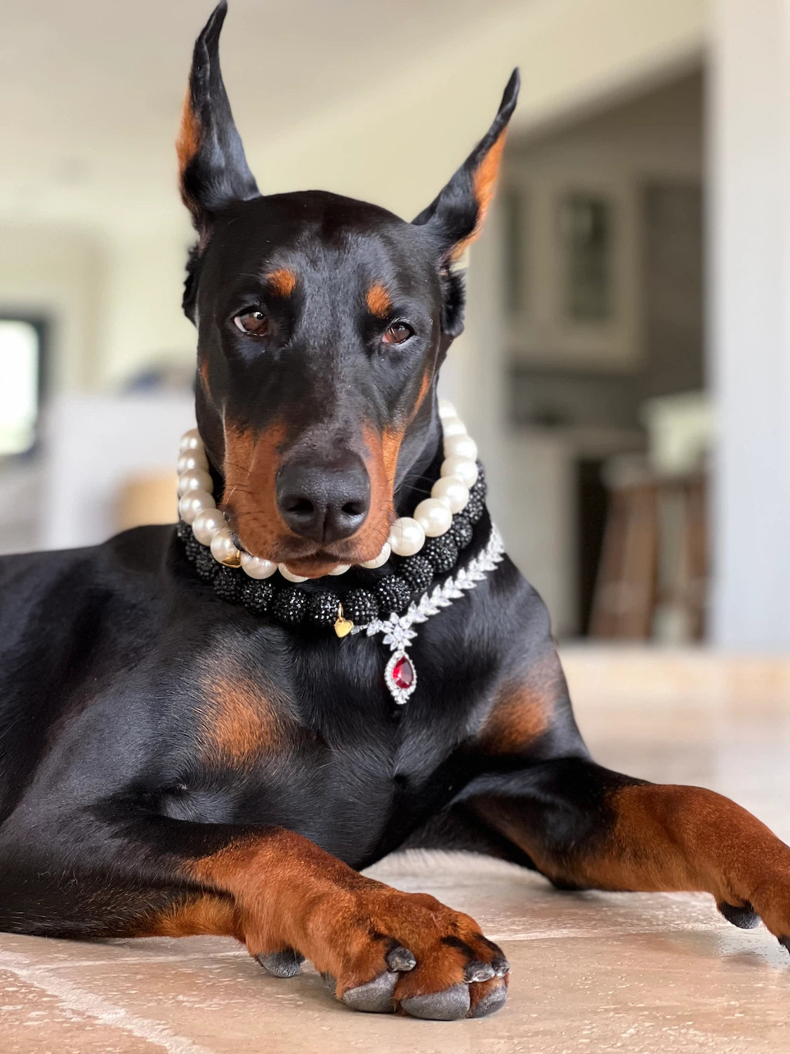 ruby the doberman